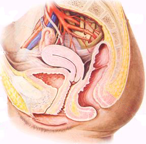 1566357997276269.png 產(chǎn)后盆底康復(fù)