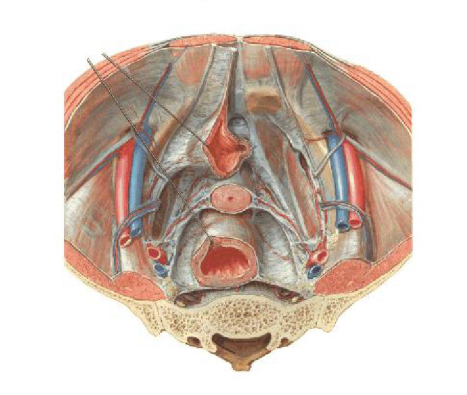 1566366961957836.png 產(chǎn)后盆底肌修復(fù)