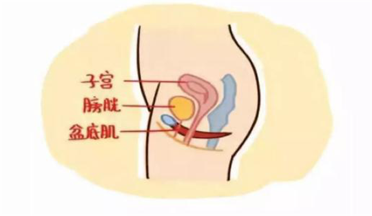 1593503486251523.png 產(chǎn)后修復